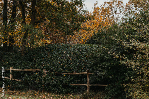 Picturesque overgrown hedge in landscape photo