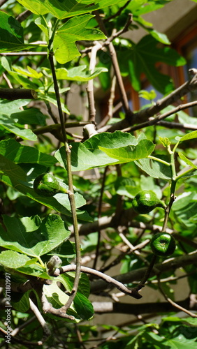 green leaves on a tree
