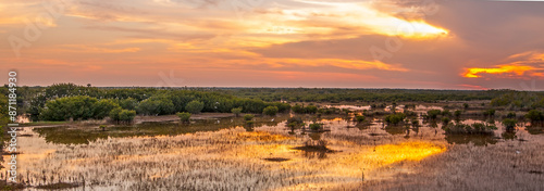 A sunset panorama from the Marsh Trail in the Everglades Ten Thousand Islands refuge at dusk. Flocks of egrets come to the mangroves to roost, and the birds are visible on the treetops.