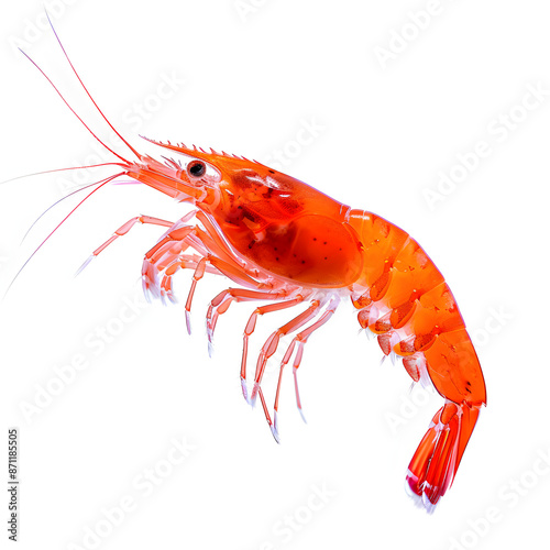 crystal red shrimp aquarium pets hobby nature isolated on white background, png photo