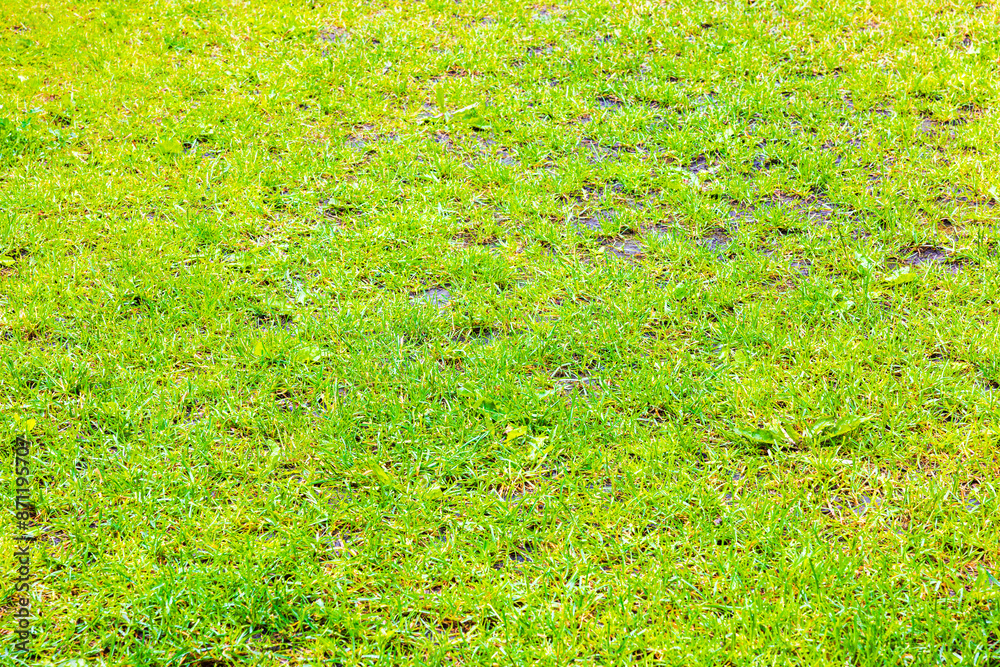 Close-up view of green lawn soaked with water after heavy summer rain.