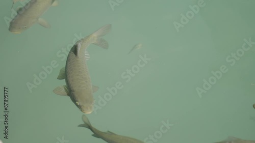 carp fish swimming in water, Balikligol, Sanliurfa Turkey photo
