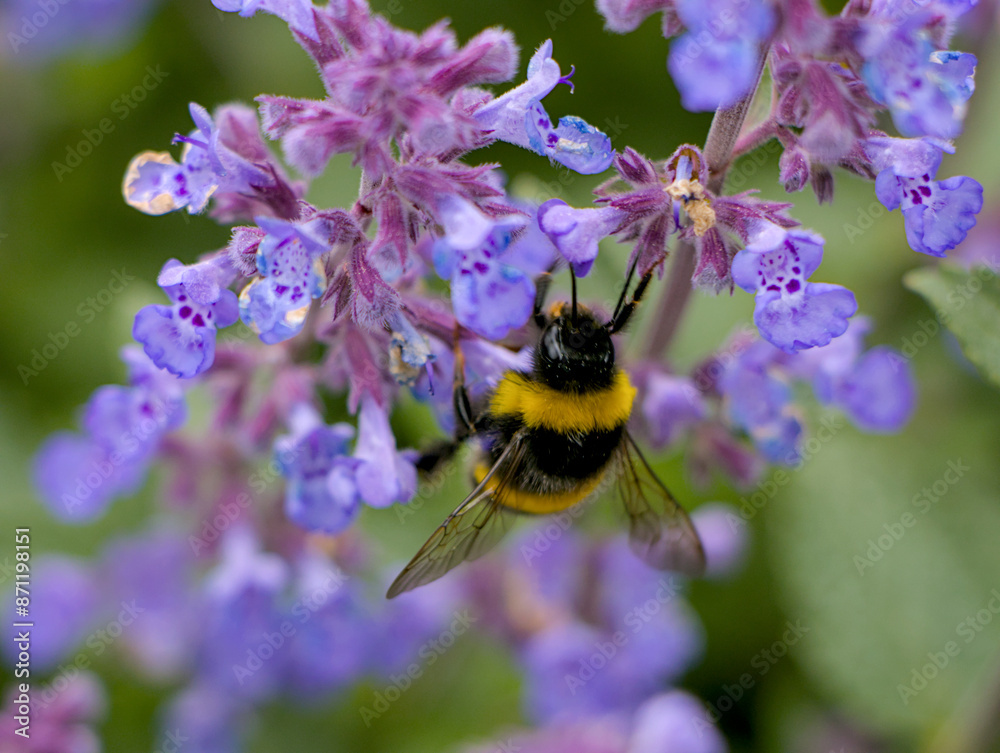 bumblebee on a flower