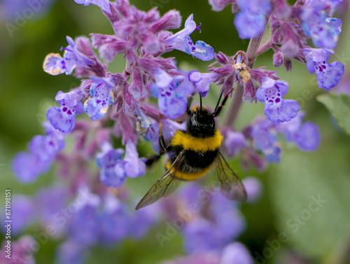 Obraz na płótnie bumblebee on a flower w salonie