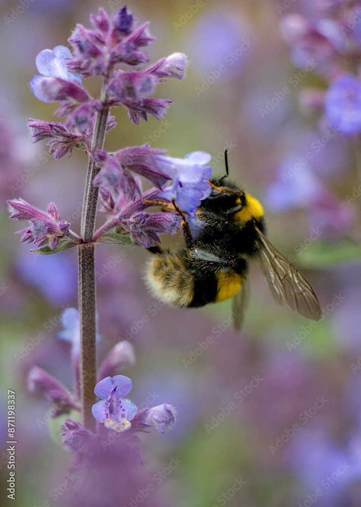 bee on lavender