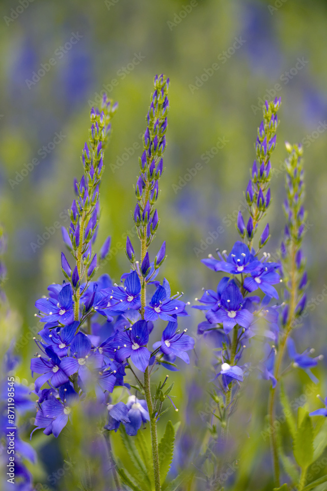 flowers in the garden