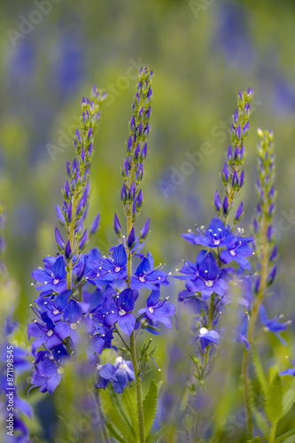 flowers in the garden