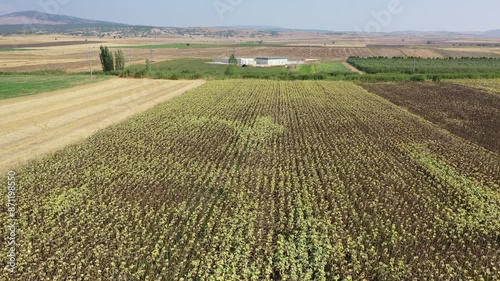 Aerial view of Corn Field in Turkey,Eskisehir