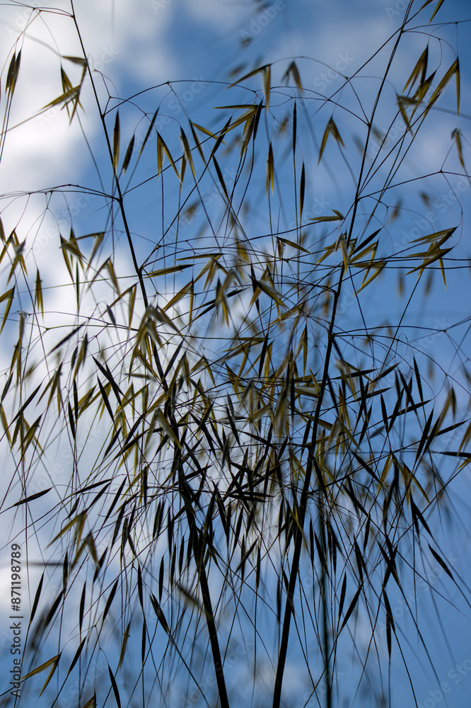 grass and sky