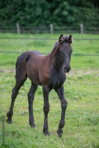 Chevaux de race frison dans un élevage 