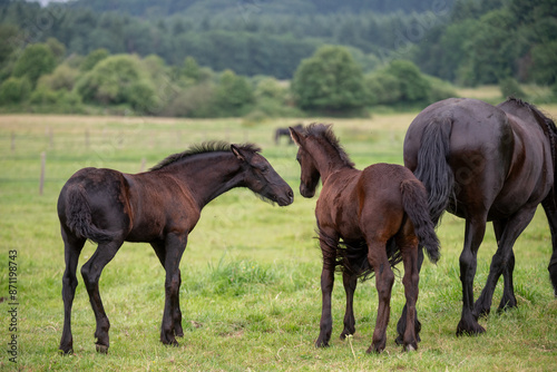 Chevaux de race frison dans un élevage 