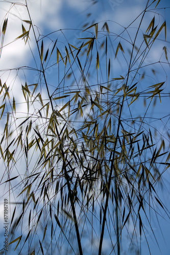 Obraz na płótnie grass and sky w salonie