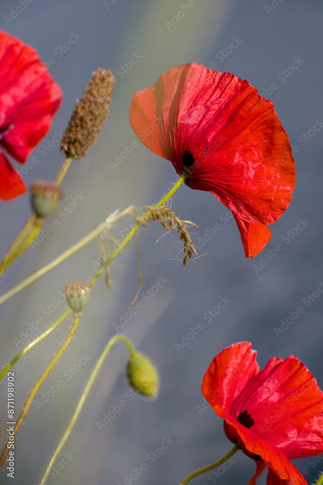 poppy flower in the wind