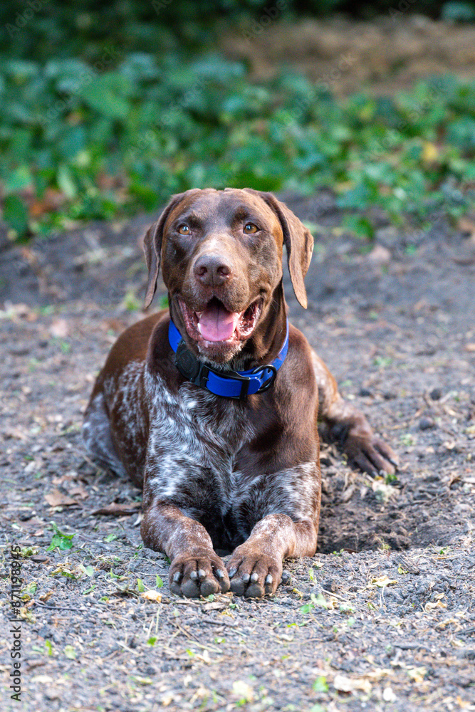 German Short Haired Pointer relaxing in the backyard German Short Haired Pointer relaxing in the backyard