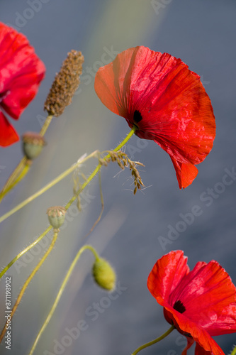 Obraz na płótnie poppy flower in the wind w salonie