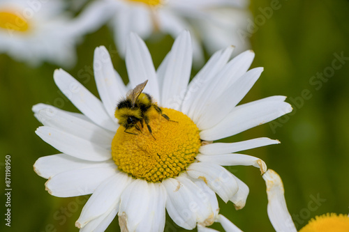 Obraz na płótnie bee on flower w salonie