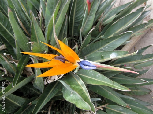 Bird of Paradise flower in bloom photo