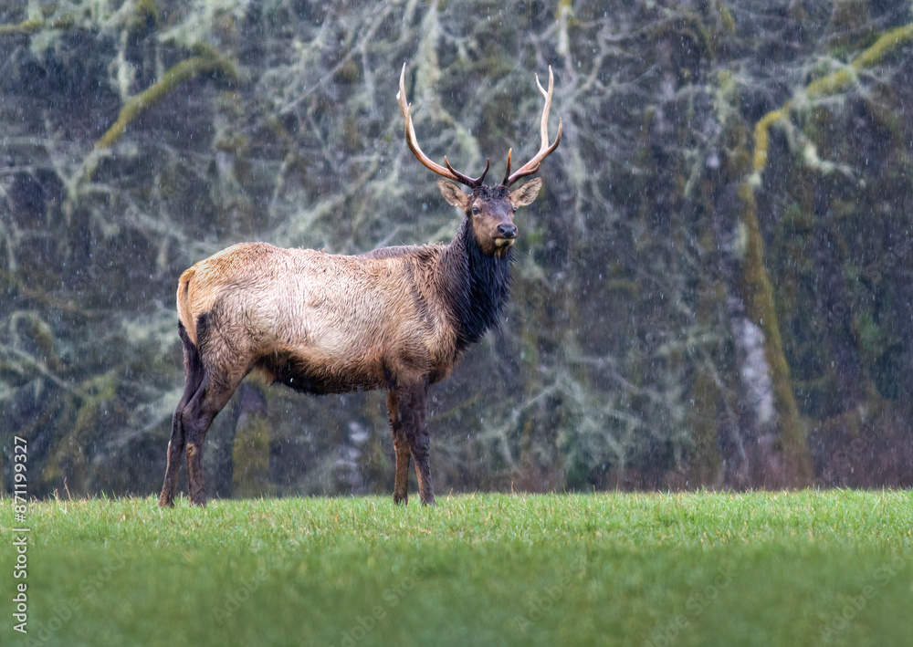 Obraz premium Roosevelt elk