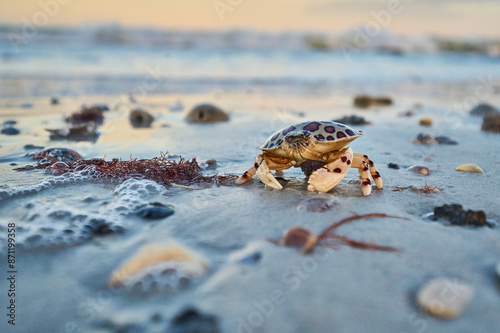 calico crab on the beach with egg sack .  photo