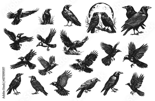 Sketch crow set. Engraving raven tattoo, mystic bird flying sit on tree. Black feather scary animal vector illustration
