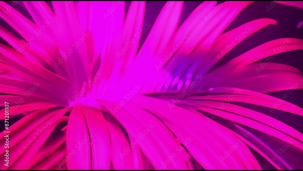 A close up of a flower with pink and orange petals. The flower is very large and has a lot of detail. The colors are bright and vibrant, giving the image a lively and energetic mood A close up of a flower with pink and orange petals. The flower is very large and has a lot of detail. The colors are bright and vibrant, giving the image a lively and energetic mood