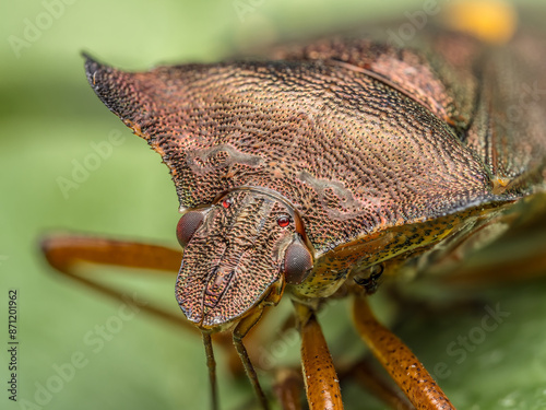 Red-legged Shield Bug on green leaf photo