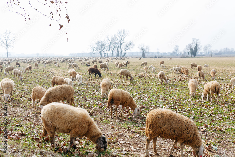 Fototapeta premium a flock of sheep grazing in a pasture