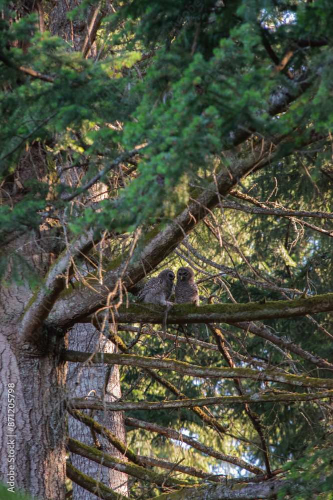 barred owl owlets (Strix varia) barred owl owlets (Strix varia)