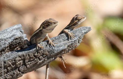 Two tiny lizards in far outback Queensland. photo