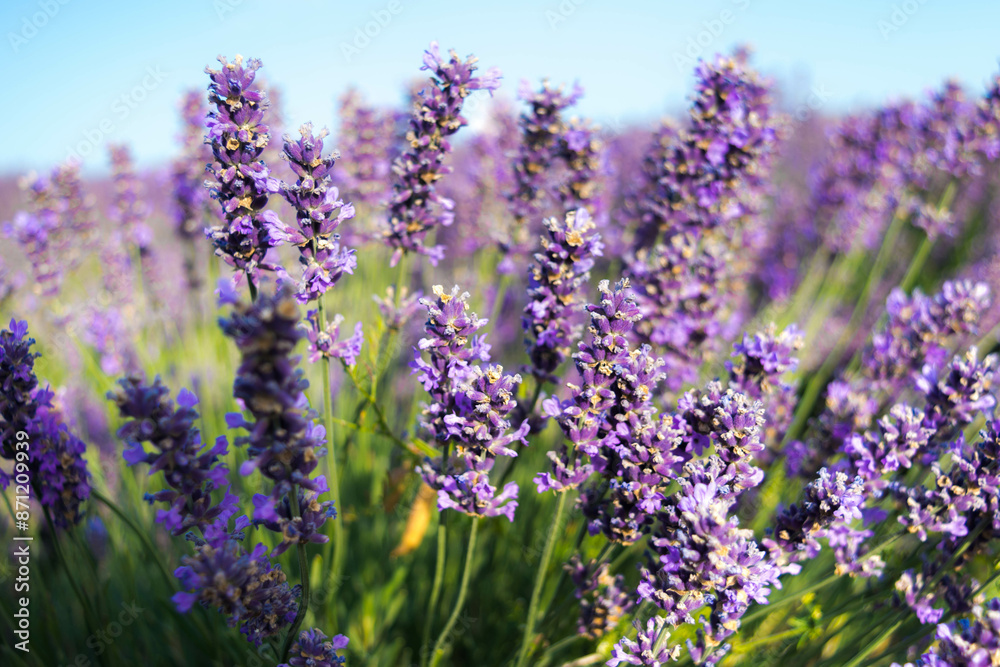 Obraz premium Lavender field