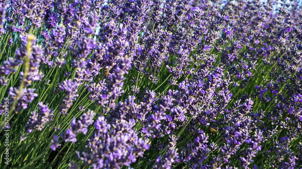 Lavender field