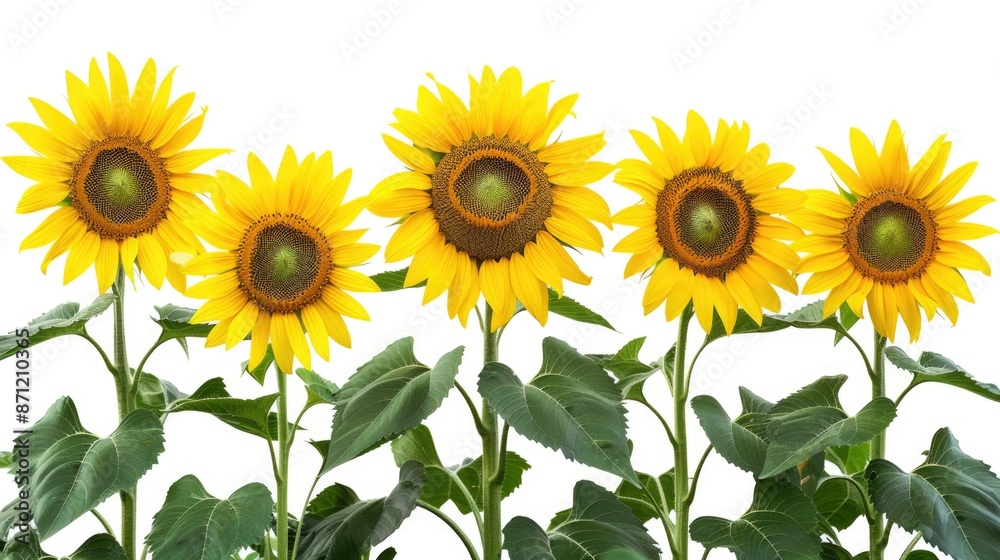 Obraz premium A bouquet of bright yellow sunflowers surrounded by green leaves, ideal for use in illustrations or designs related to nature, beauty, or happiness