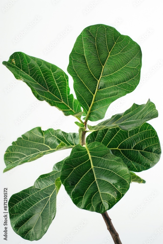 A close-up view of a plant's leaves, showcasing their vibrant green color A close-up view of a plant's leaves, showcasing their vibrant green color
