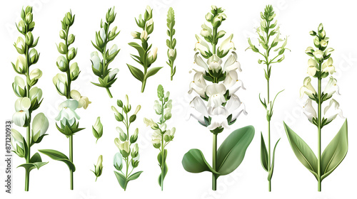 Set of snapdragon elements including snapdragon flowers, buds, petals, and leaves photo