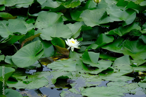 勧修寺の氷室の池に咲く睡蓮 photo