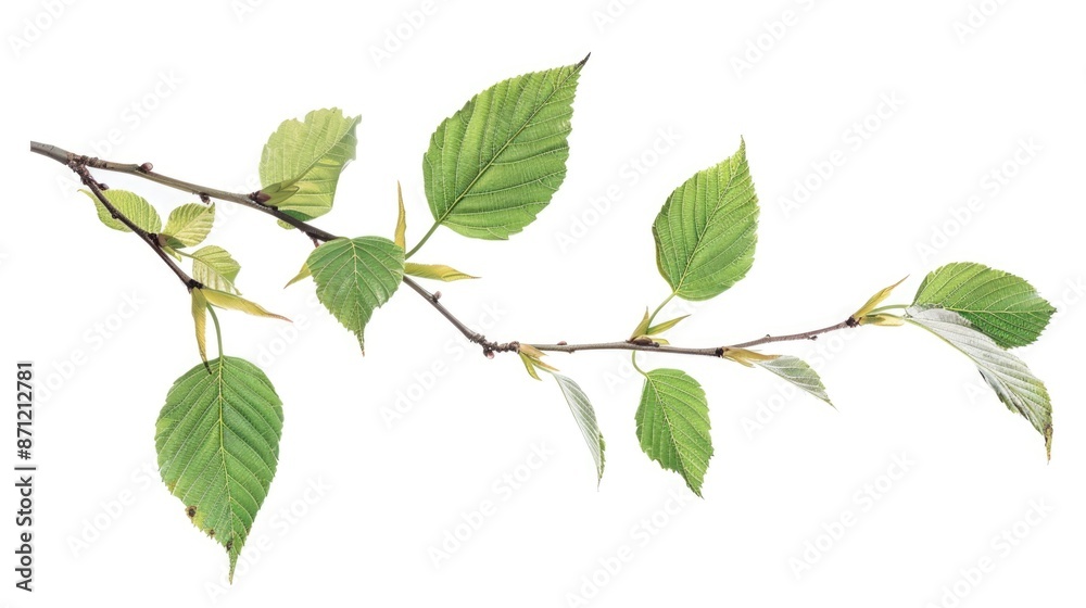 A single tree branch with lush green leaves in a natural setting A single tree branch with lush green leaves in a natural setting
