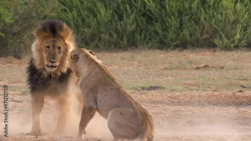 Male and Female Lion Engages in Small Fight