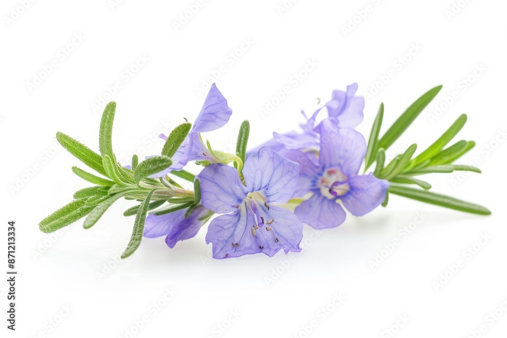 A single purple flower sits on a white background, ideal for use in designs and projects where a touch of elegance is needed A single purple flower sits on a white background, ideal for use in designs and projects where a touch of elegance is needed