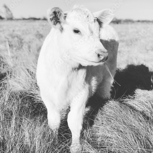 Charolais heifer calf