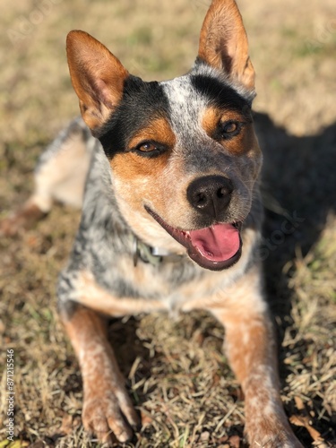 Australian cattle dog blue heeler puppy