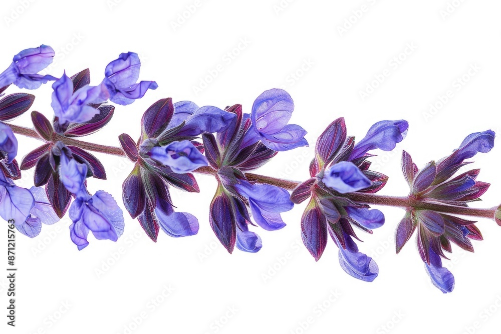 A close-up shot of a single purple flower against a clean white background A close-up shot of a single purple flower against a clean white background