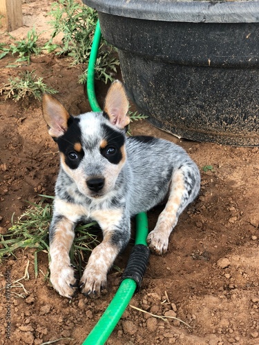 blue heeler cattle dog puppy 