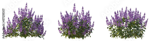 Tableau sur toile Set of Plectranthus Mona Lavender (Lavender Spur Flower, Mona Lavender, Swedish