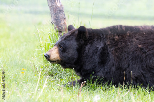 Black bear laying in the grass, side profile 