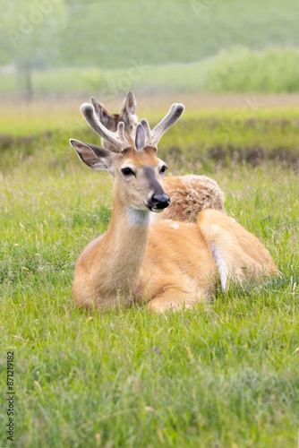 Wallpaper Mural White tail deer laying in the grass Torontodigital.ca
