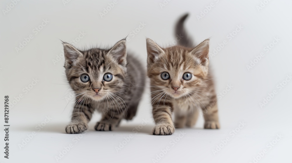 Obraz premium Adorable Kittens Posing in Studio on White Background 