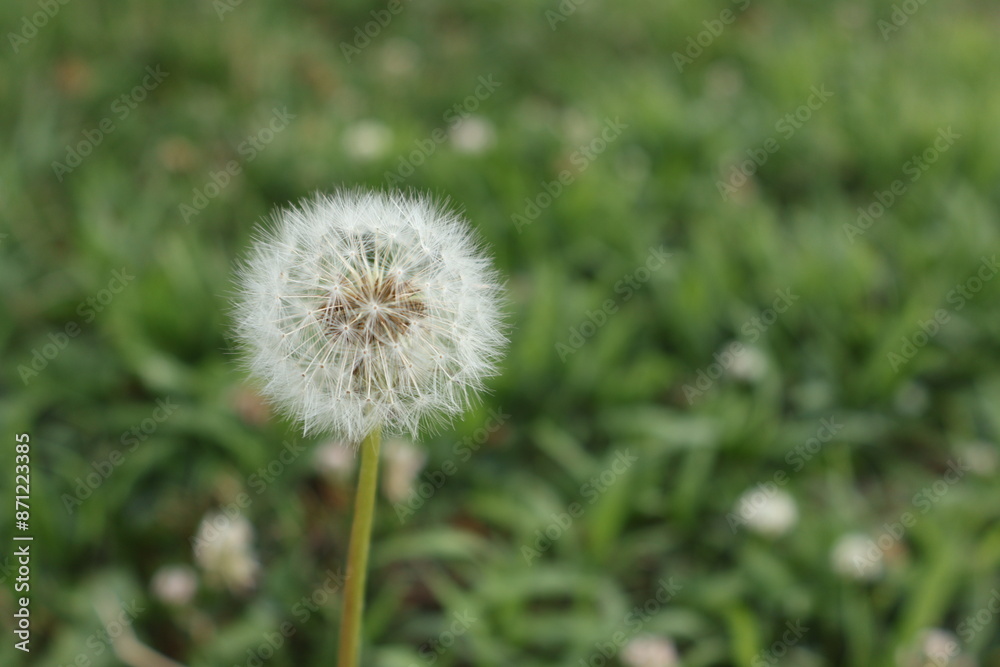 Isolated dandelion flower on a grass field background Isolated dandelion flower on a grass field background