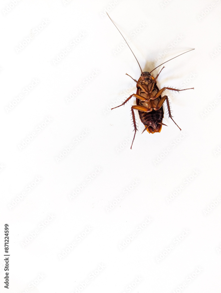 The cockroach isolated on the white background, copy space. The cockroach isolated on the white background, copy space.