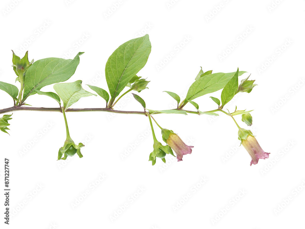 Belladonna or deadly nightshade plant with flowers and fruits isolated ...