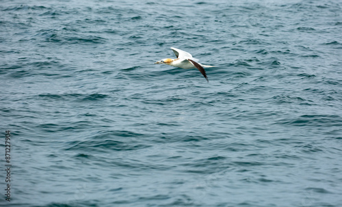 Gannet flying low over the ocean photo